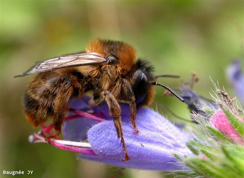 Anthophora furcata