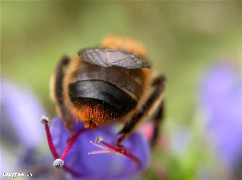 Anthophora furcata