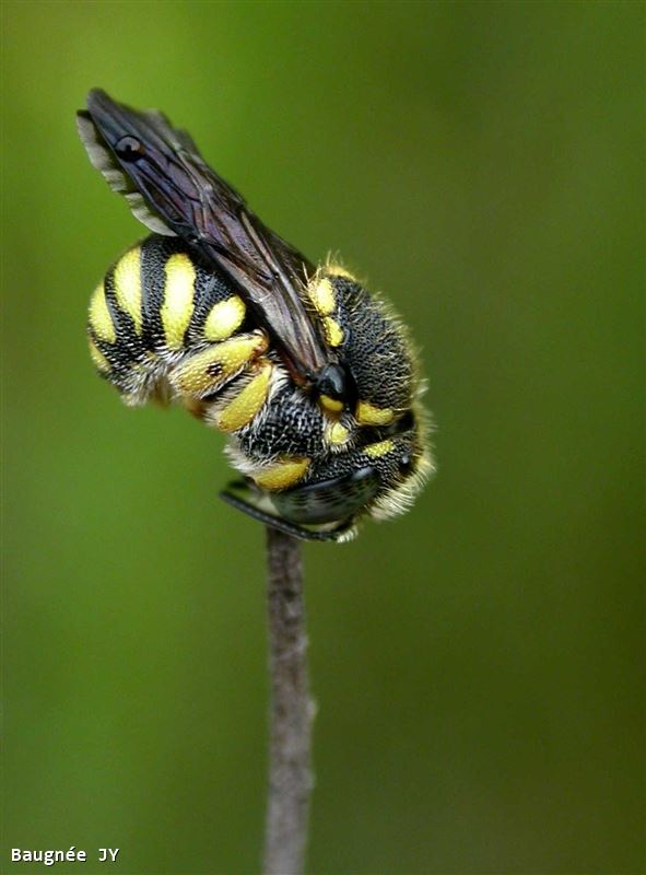 Anthidiellum strigatum