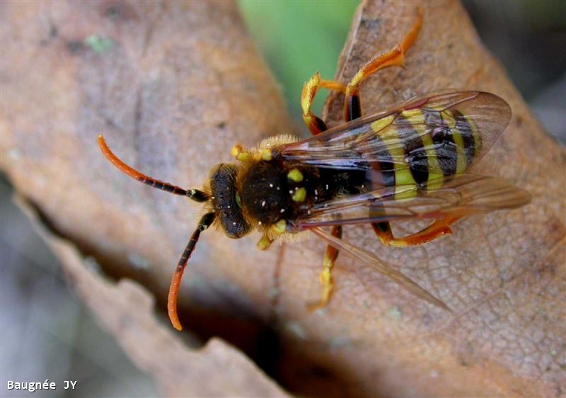 Nomada lathburiana