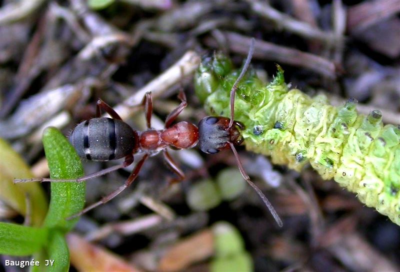 Formica rufibarbis