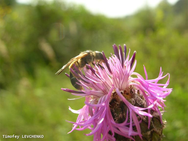 Halictus quadricinctus