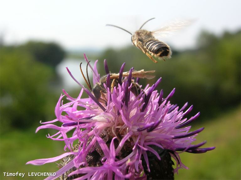 Halictus quadricinctus