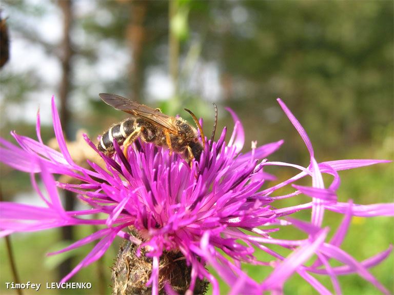 Halictus quadricinctus