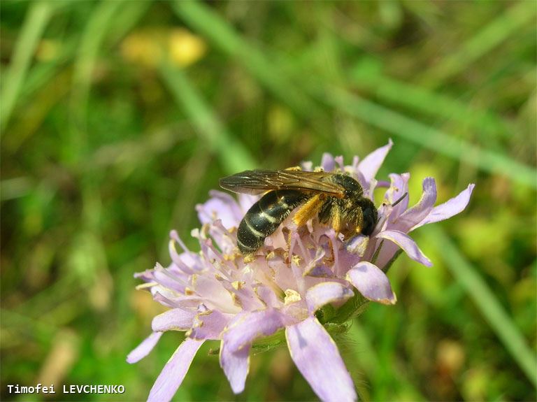 Halictus quadricinctus