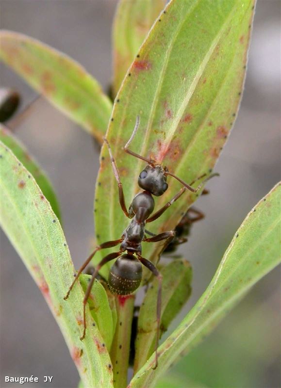 Formica fusca