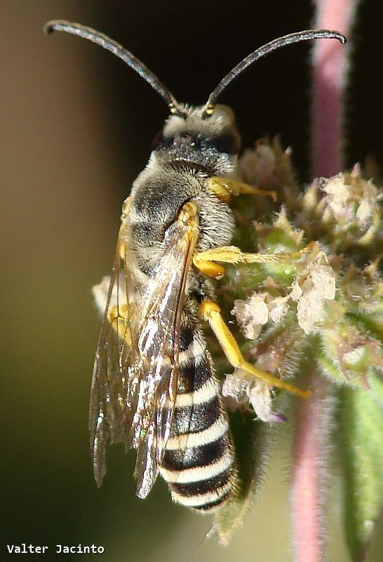 Halictus fulvipes