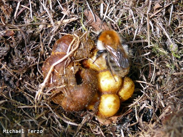 Bombus pascuorum floralis