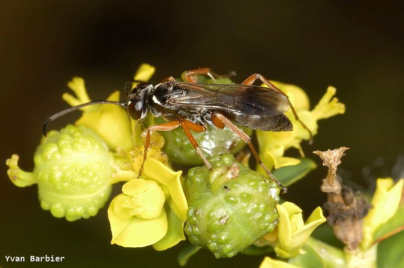 Agenioideus cinctellus