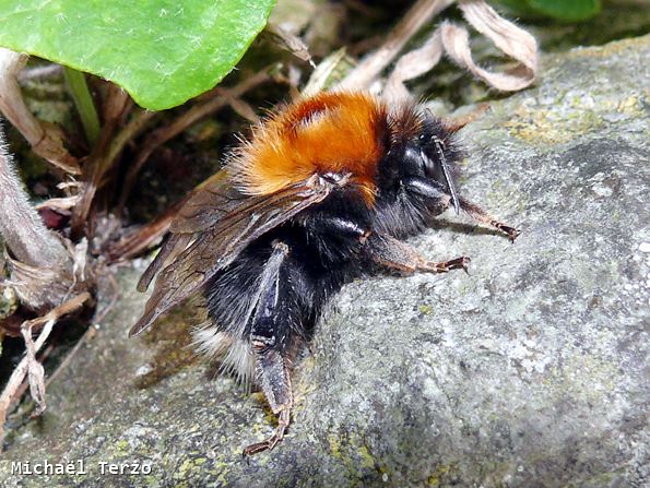 Bombus hypnorum