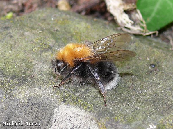 Bombus hypnorum