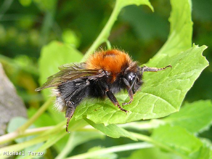 Bombus hypnorum