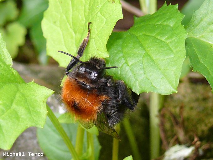 Bombus hypnorum