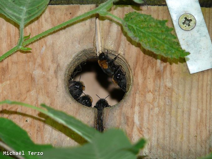 Bombus hypnorum