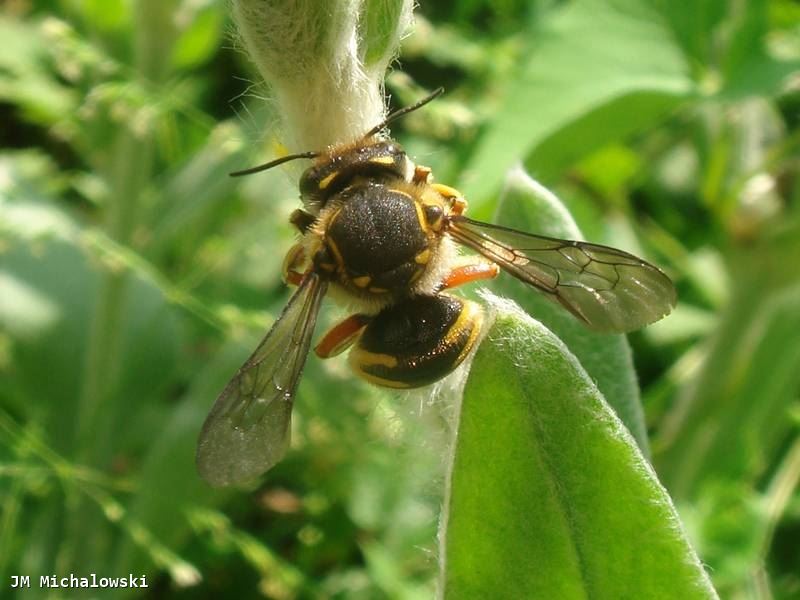 Anthidium species