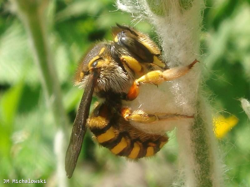 Anthidium species