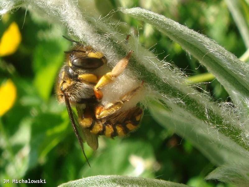 Anthidium species