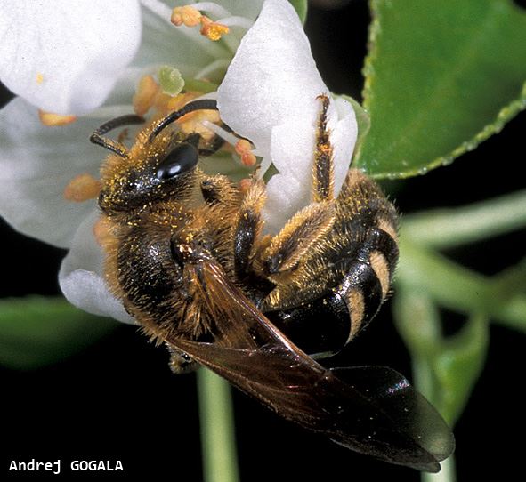 Lasioglossum laterale