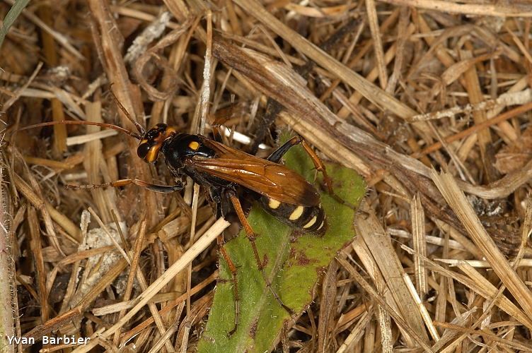 Cryptocheilus octomaculatus