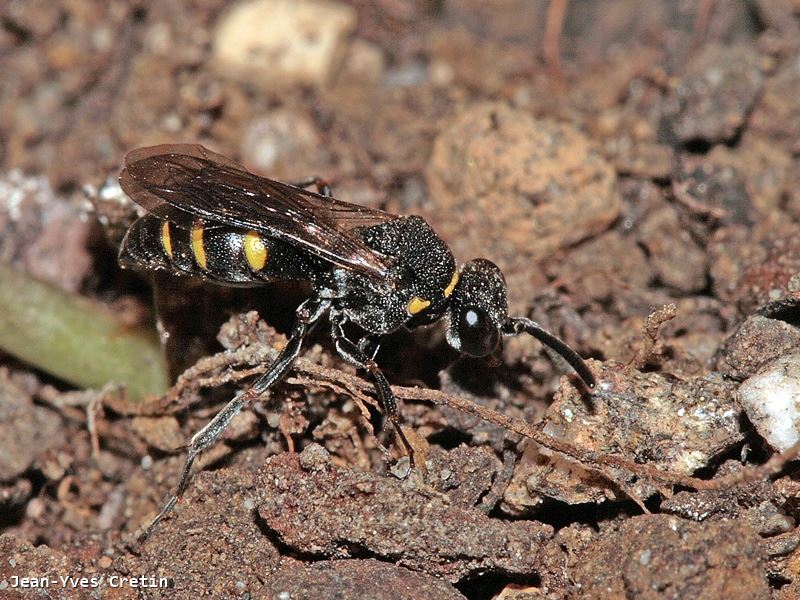 Nysson trimaculatus