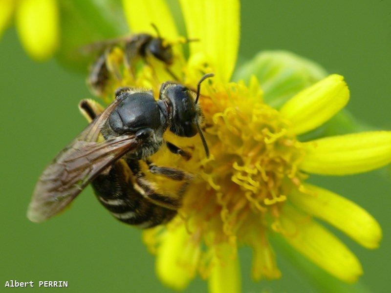 Lasioglossum majus