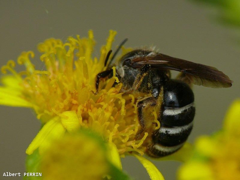 Lasioglossum majus