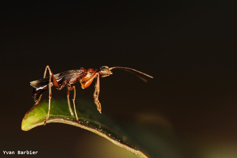 Dryinus collaris