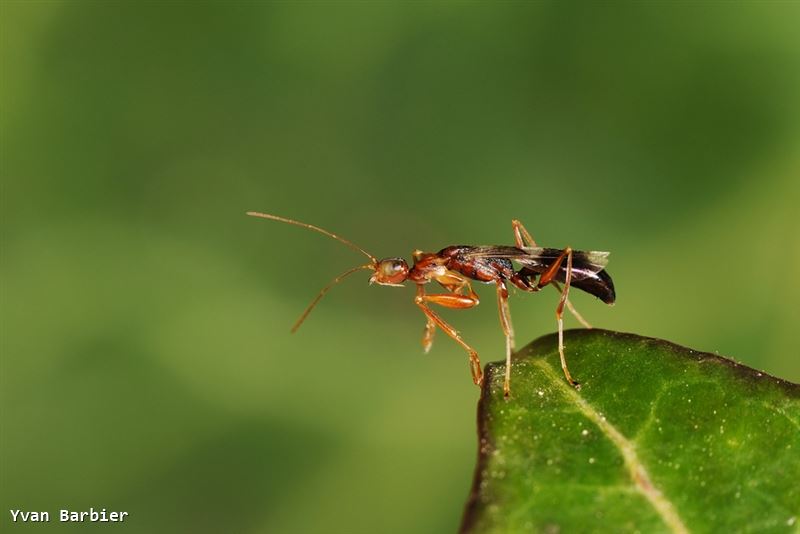 Dryinus collaris