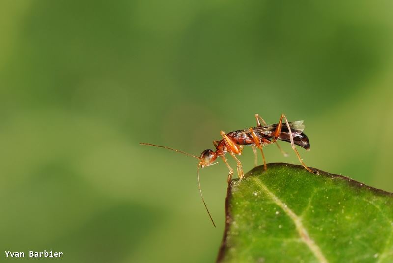 Dryinus collaris