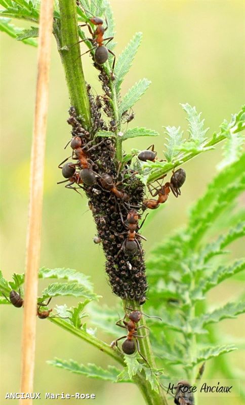 Formica pratensis