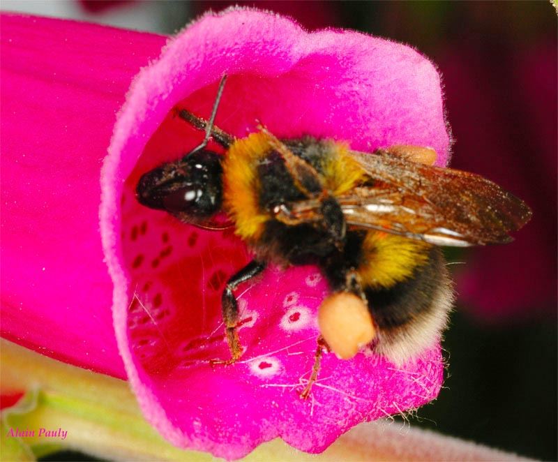 Bombus hortorum (det A.P.)