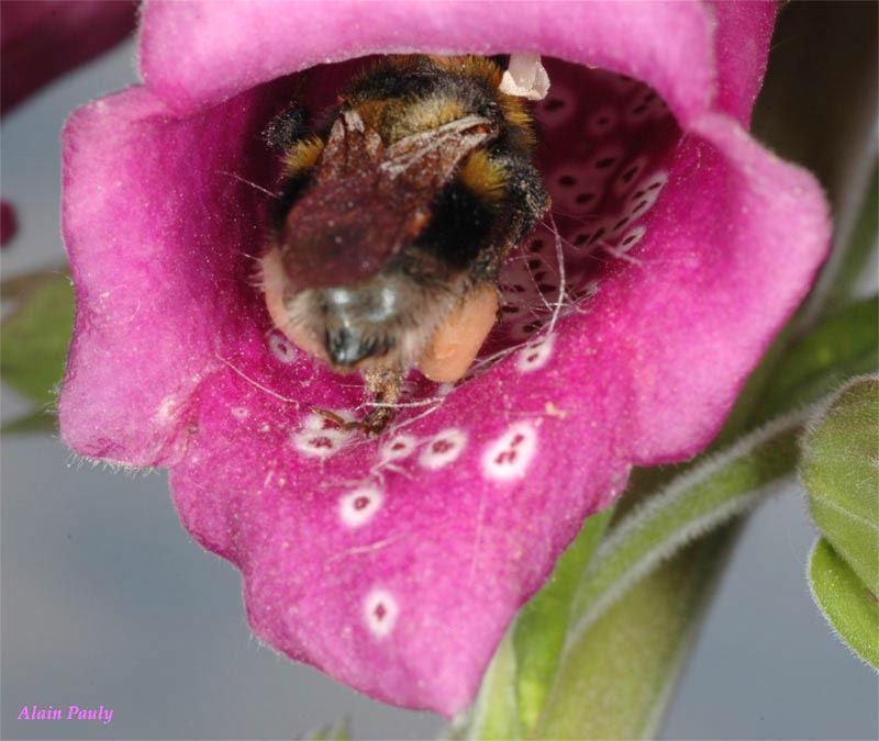 Bombus hortorum (det A.P.)