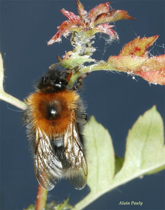 Bombus hypnorum (det A.P.)