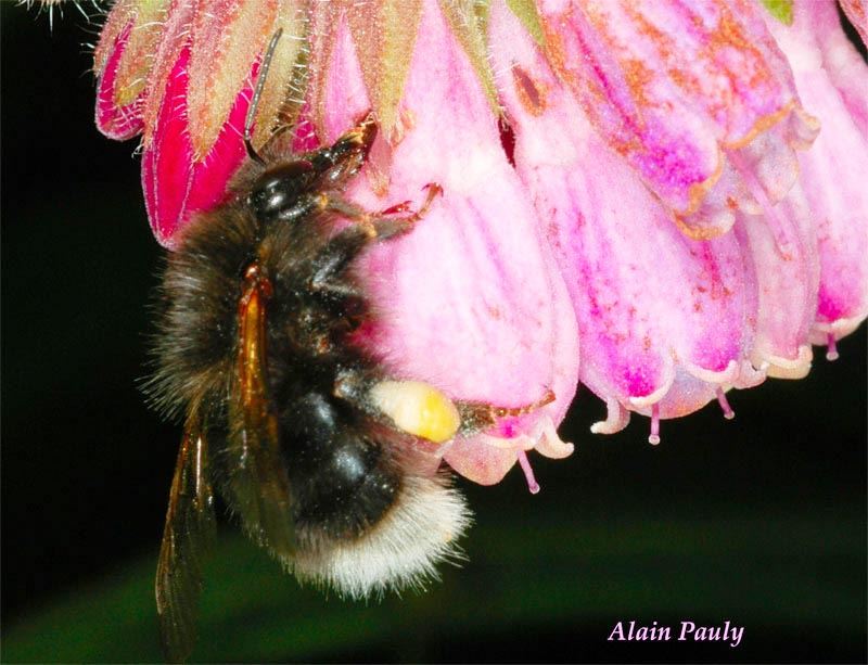 Bombus hypnorum, ouvrière (det A.P.)