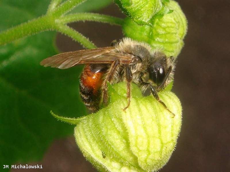 Andrena florea 