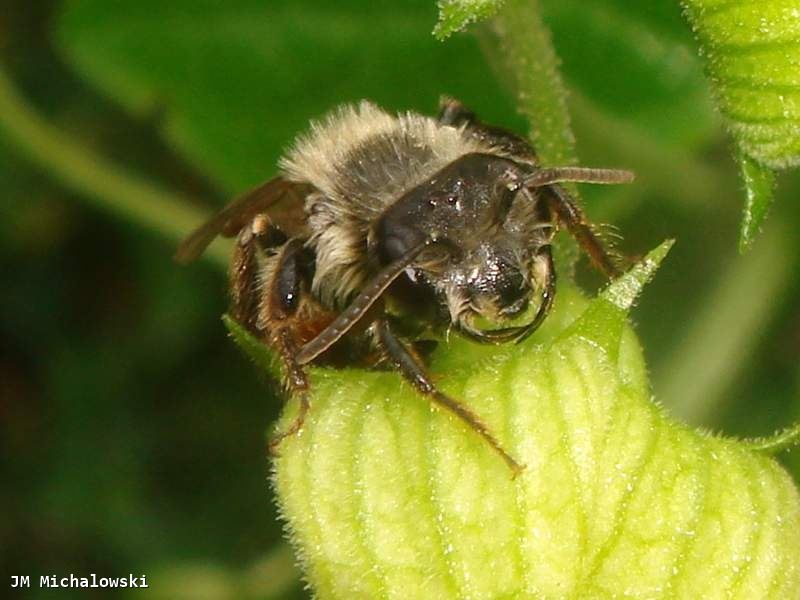 Andrena florea 