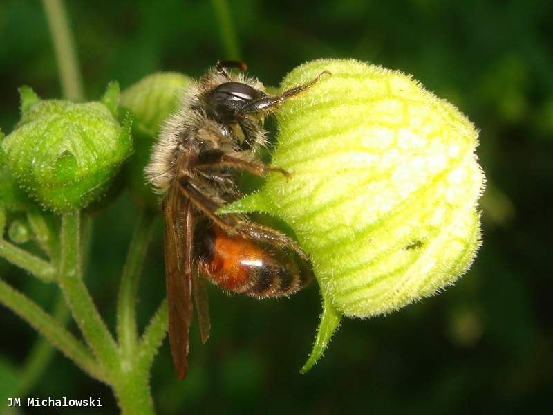 Andrena florea 