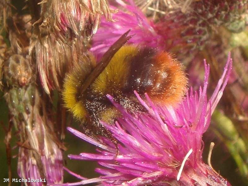 Bombus pratorum