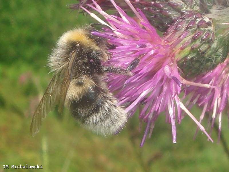 Bombus lucorum