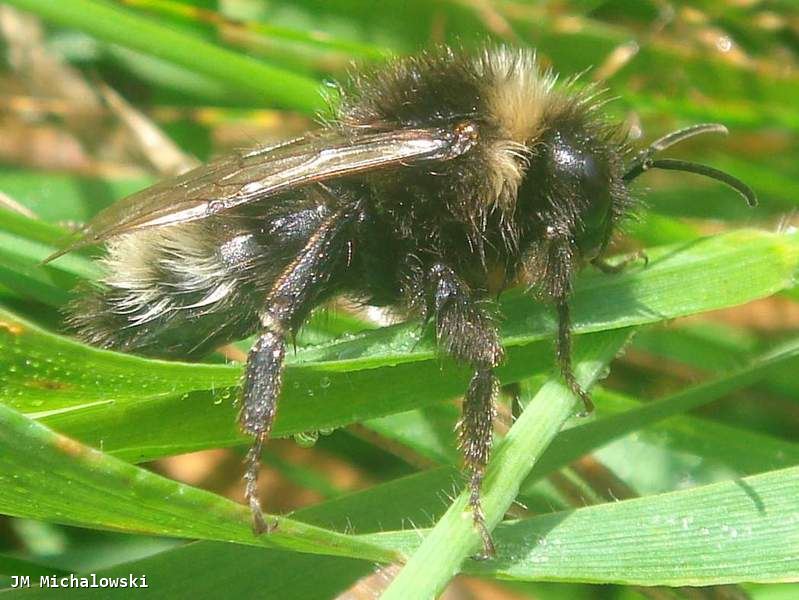 Bombus (Psithyrus) sylvestris