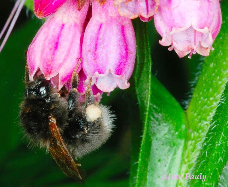 Bombus hypnorum, ouvrière (det A.P.)