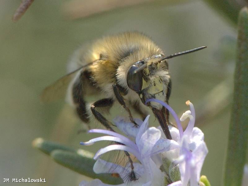 Anthophora plumipes