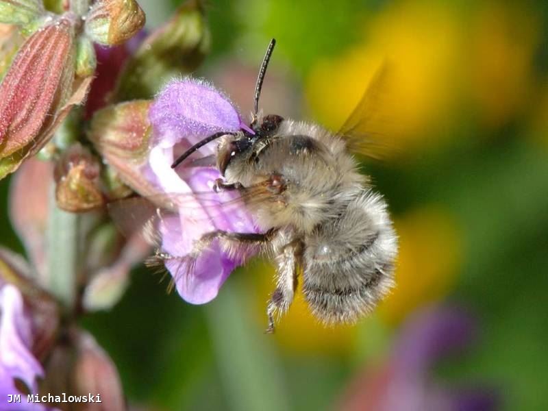 Anthophora plumipes