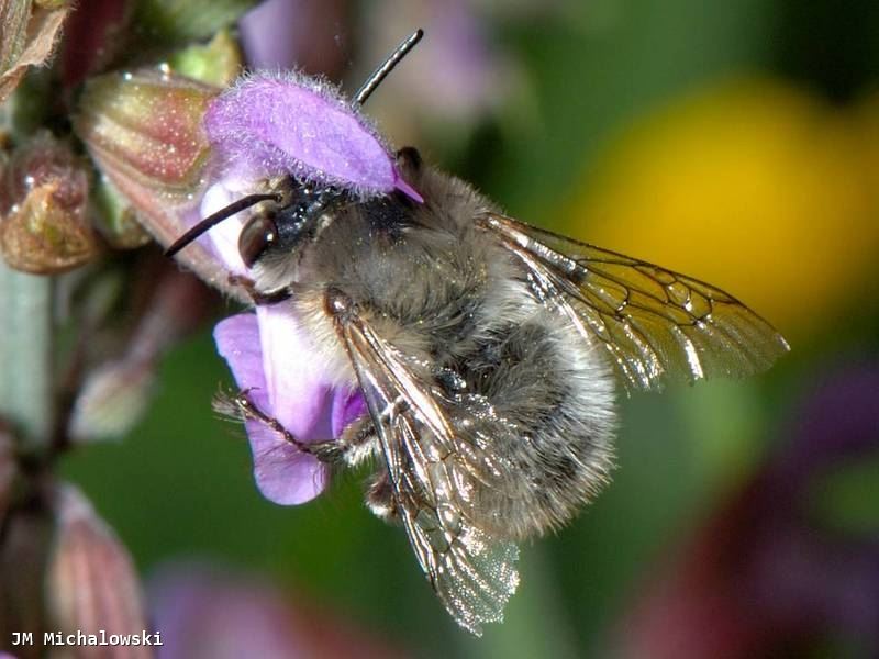 Anthophora plumipes