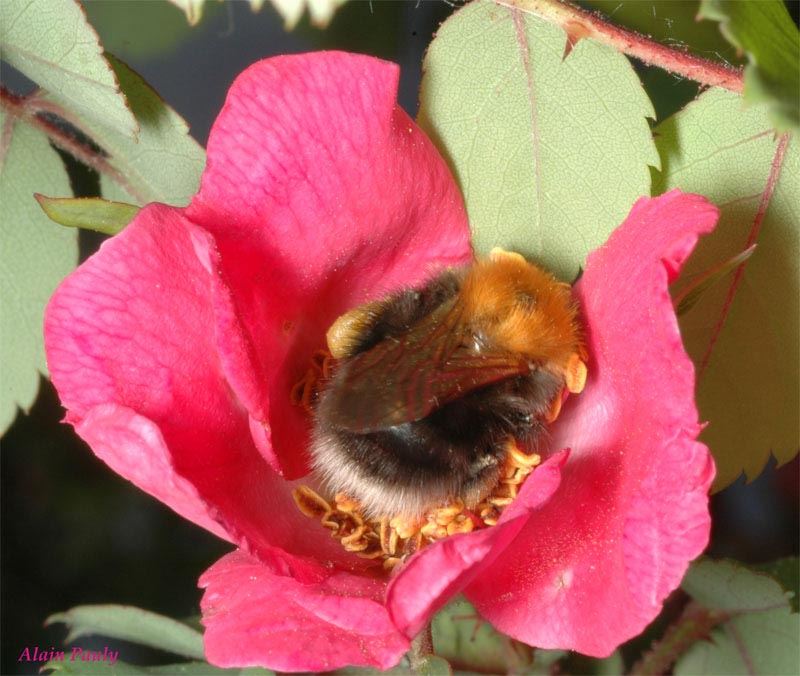 Bombus hypnorum (det A.P.)