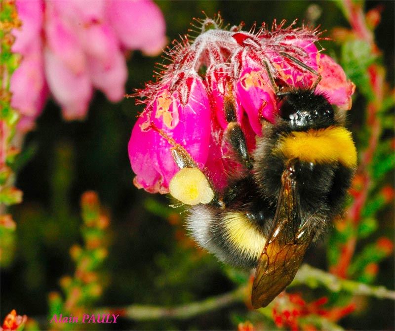 Bombus magnus (det A.P.)