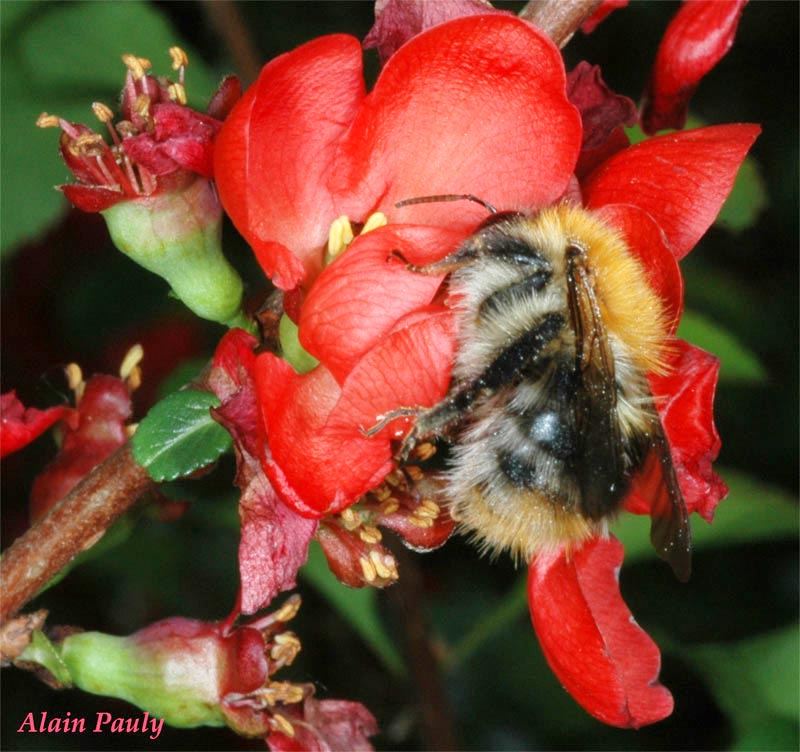 Bombus pascuorum, reine (det A.P.)