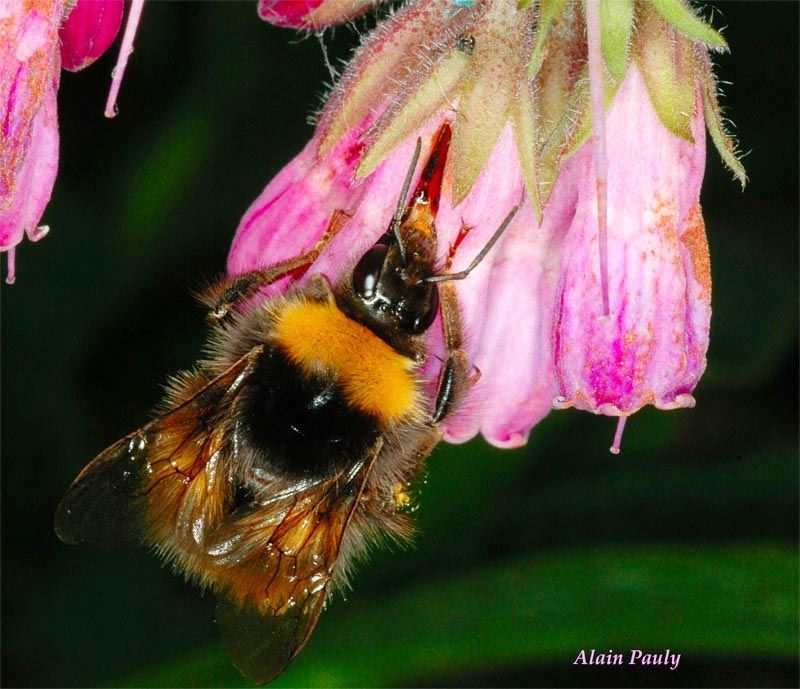 Bombus pratorum (det A.P.)