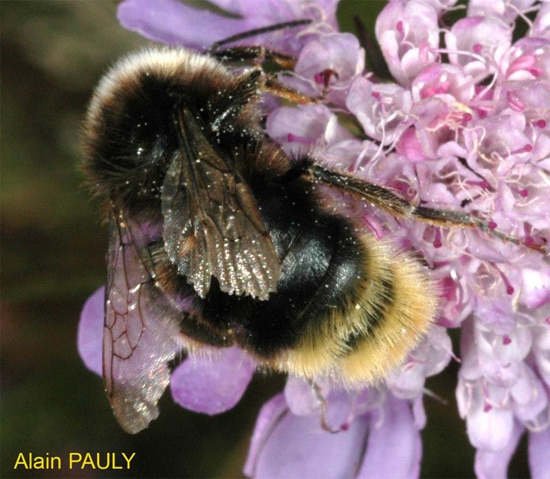 Bombus rupestris, mâle (det A.P.)