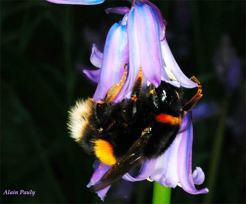 Bombus terrestris, femelle (det A.P.)